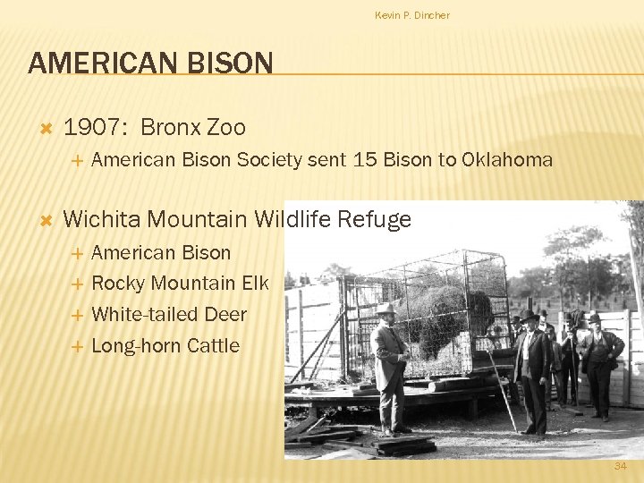 Kevin P. Dincher AMERICAN BISON 1907: Bronx Zoo American Bison Society sent 15 Bison