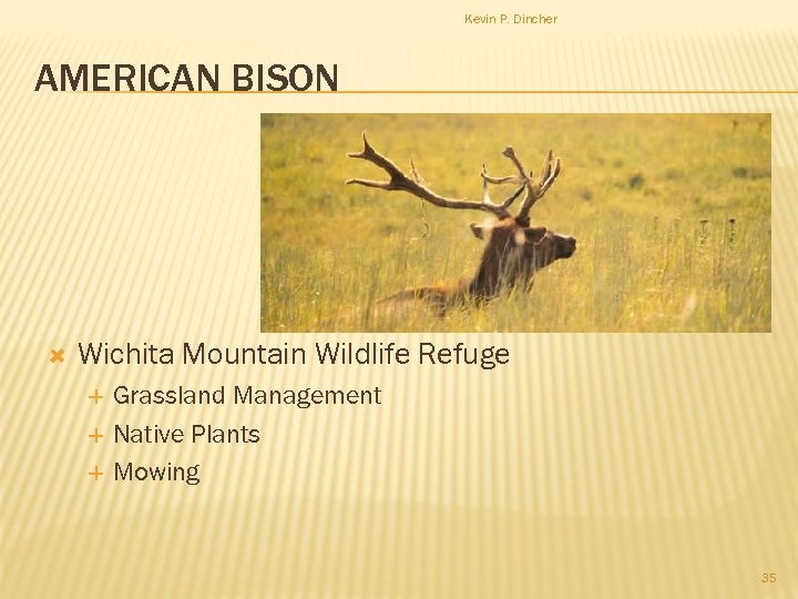 Kevin P. Dincher AMERICAN BISON Wichita Mountain Wildlife Refuge Grassland Management Native Plants Mowing
