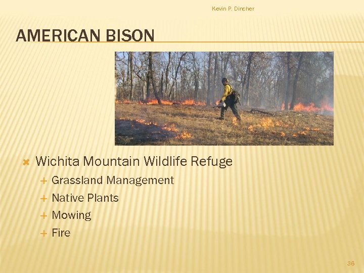 Kevin P. Dincher AMERICAN BISON Wichita Mountain Wildlife Refuge Grassland Management Native Plants Mowing