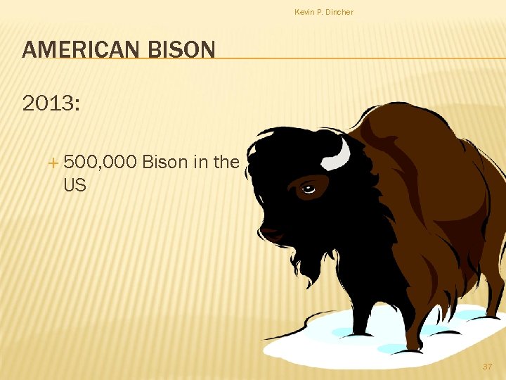 Kevin P. Dincher AMERICAN BISON 2013: 500, 000 Bison in the US 37 