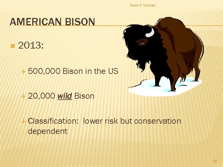Kevin P. Dincher AMERICAN BISON 2013: 500, 000 20, 000 Bison in the US