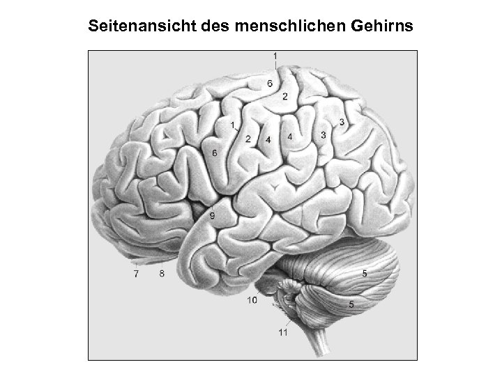 Seitenansicht des menschlichen Gehirns 