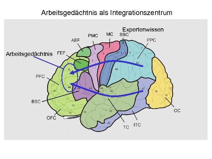 Arbeitsgedächtnis als Integrationszentrum Expertenwissen Arbeitsgedächtnis 