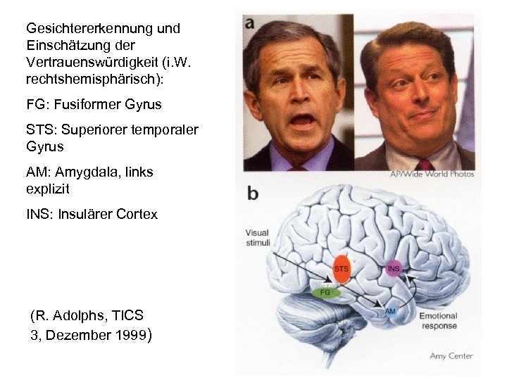 Gesichtererkennung und Einschätzung der Vertrauenswürdigkeit (i. W. rechtshemisphärisch): FG: Fusiformer Gyrus STS: Superiorer temporaler