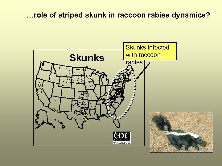 …role of striped skunk in raccoon rabies dynamics? Skunks infected with raccoon rabies 