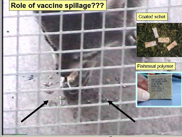 Role of vaccine spillage? ? ? Coated schet Fishmeal polymer 