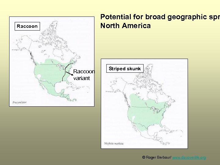 Potential for broad geographic spr North America Raccoon variant Striped skunk © Roger Barbour/