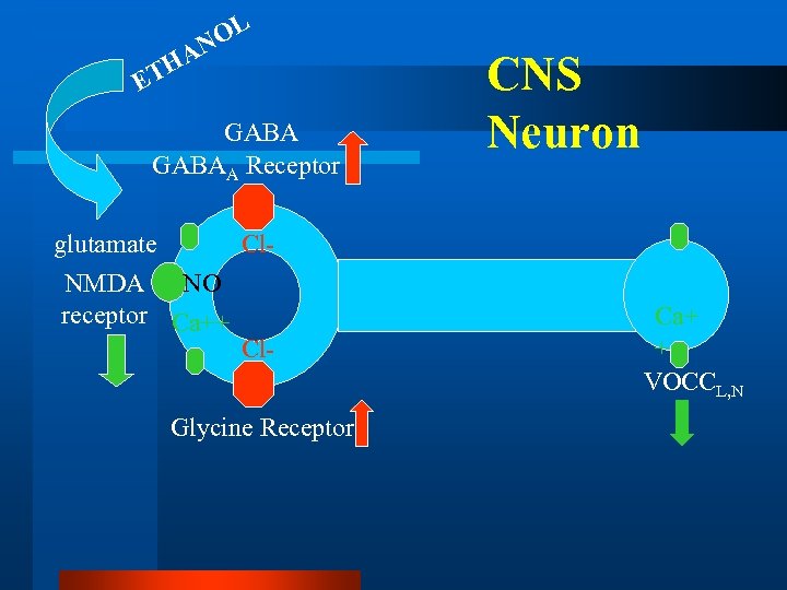 OL N HA ET GABAA Receptor glutamate Cl. NMDA NO receptor Ca++ Cl. Glycine
