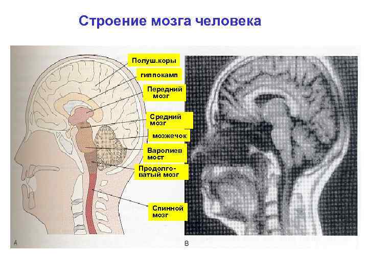  Строение мозга человека Полуш. коры гиппокамп Передний мозг Средний мозг мозжечок Варолиев мост