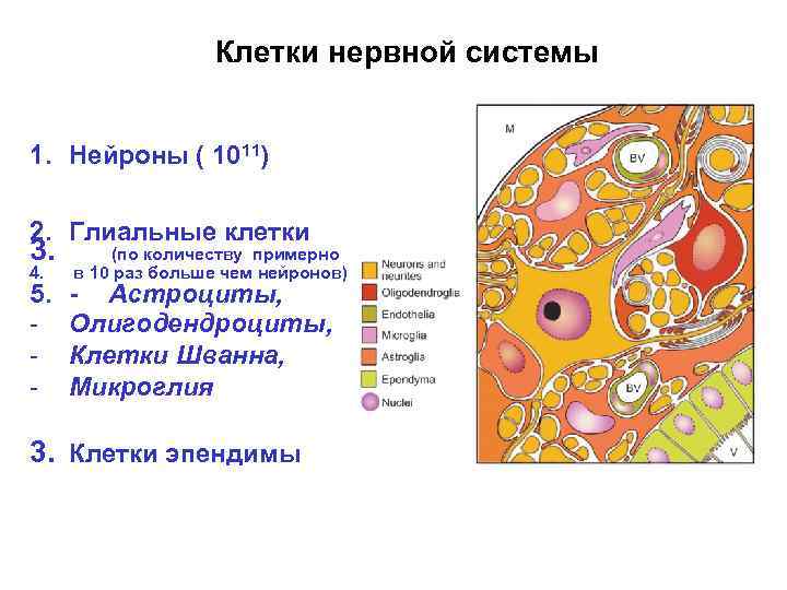 Клетки нервной системы 1. Нейроны ( 1011) 2. Глиальные клетки 3. (по количеству примерно