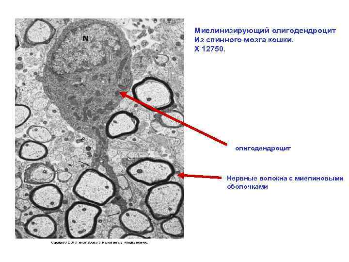 Миелинизирующий олигодендроцит Из спинного мозга кошки. Х 12750. олигодендроцит Нервные волокна с миелиновыми оболочками