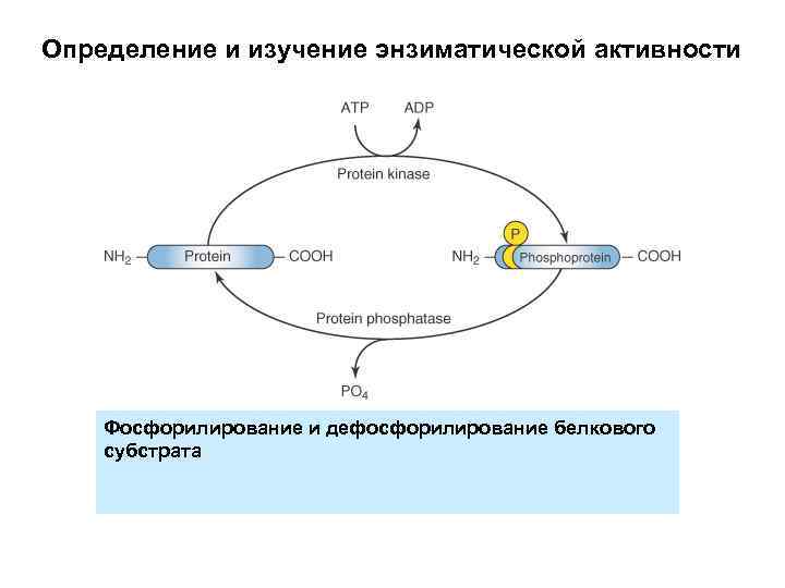 Определение и изучение энзиматической активности Фосфорилирование и дефосфорилирование белкового субстрата 