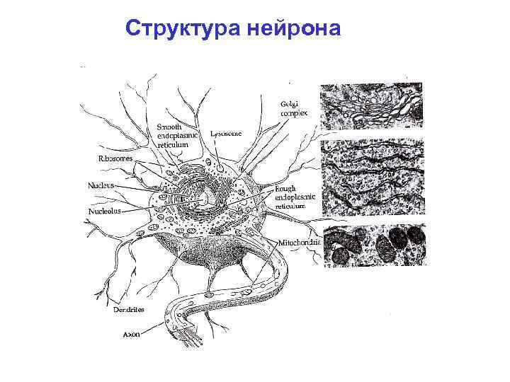  Структура нейрона 
