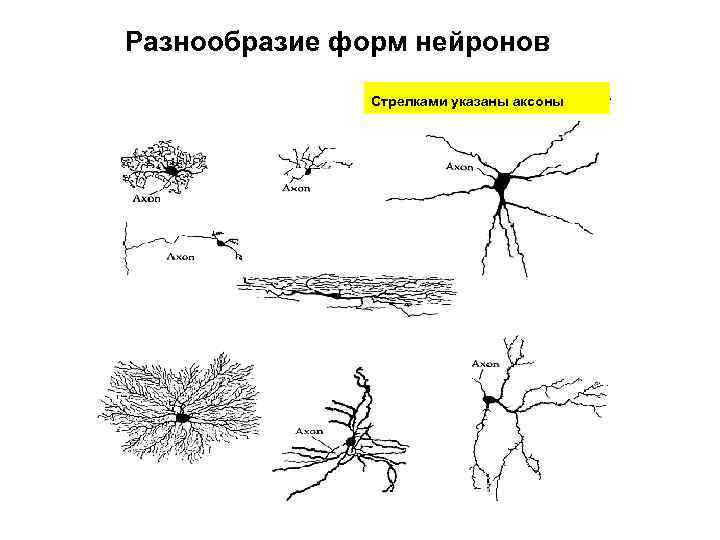  Разнообразие форм нейронов Стрелками указаны аксоны 