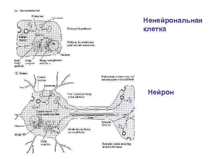 Ненейрональная клетка Нейрон 