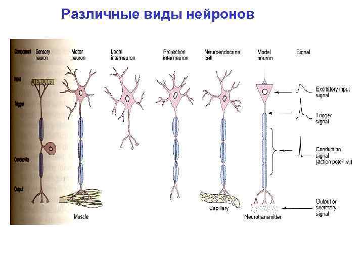  Различные виды нейронов 
