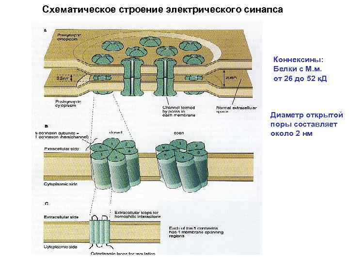  Схематическое строение электрического синапса Коннексины: Белки с М. м. от 26 до 52