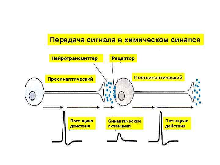 Химический синапс Передача сигнала в химическом синапсе Нейротрансмиттер Пресинаптический Потенциал действия Рецептор Постсинаптический Синаптический