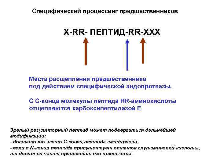Специфический процессинг предшественников Х-RR- ПЕПТИД-RR-ХХХ Места расщепления предшественника под действием специфической эндопротеазы. С С-конца