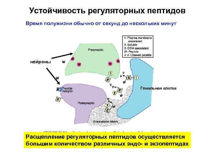 Устойчивость регуляторных пептидов Время полужизни обычно от секунд до нескольких минут нейроны Глиальная клетка