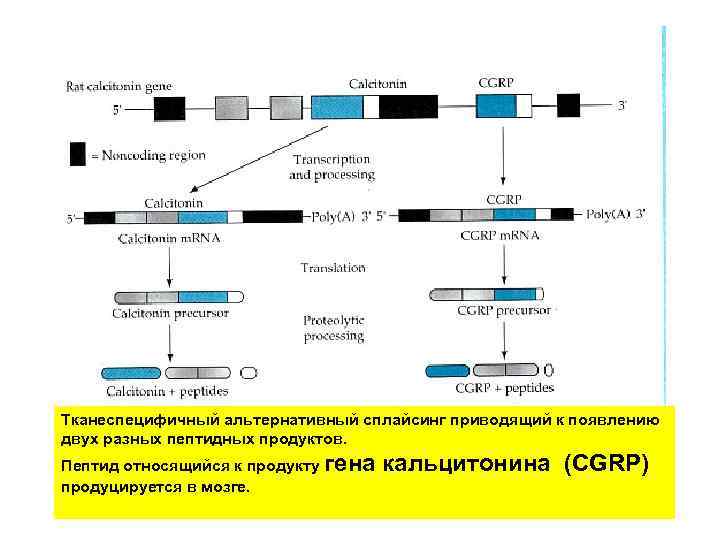 Тканеспецифичный альтернативный сплайсинг приводящий к появлению двух разных пептидных продуктов. Пептид относящийся к продукту