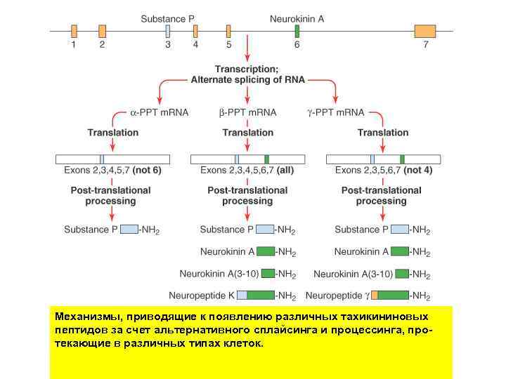 Механизмы, приводящие к появлению различных тахикининовых пептидов за счет альтернативного сплайсинга и процессинга, протекающие