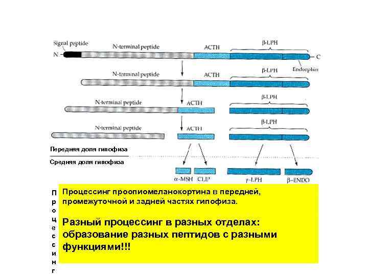 Передняя доля гипофиза ____________ Средняя доля гипофиза П Процессинг проопиомеланокортина в передней, р промежуточной