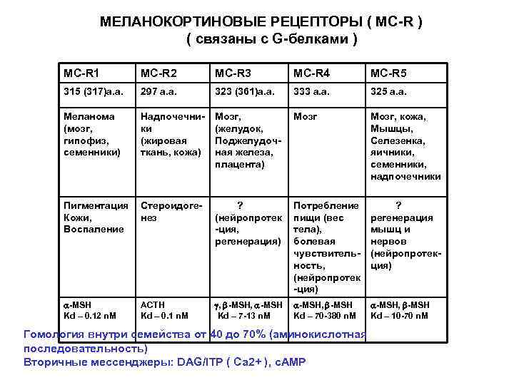 МЕЛАНОКОРТИНОВЫЕ РЕЦЕПТОРЫ ( МС-R ) ( связаны с G-белками ) МС-R 1 МС-R 2