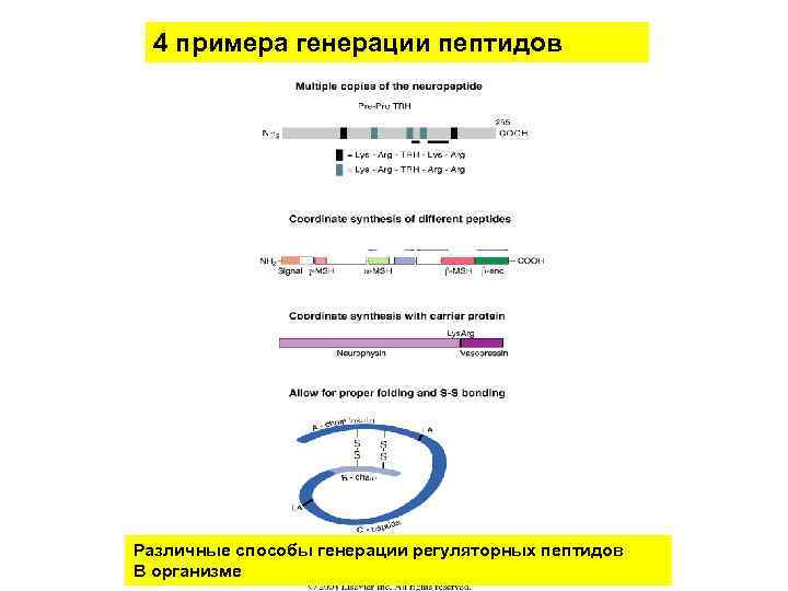 4 примера генерации пептидов Различные способы генерации регуляторных пептидов В организме 