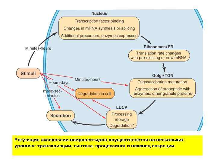 Регуляция экспрессии нейропептидов осуществляется на нескольких уровнях: транскрипции, синтеза, процессинга и наконец секреции. 