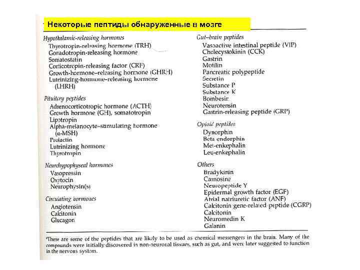 Некоторые пептиды обнаруженные в мозге 