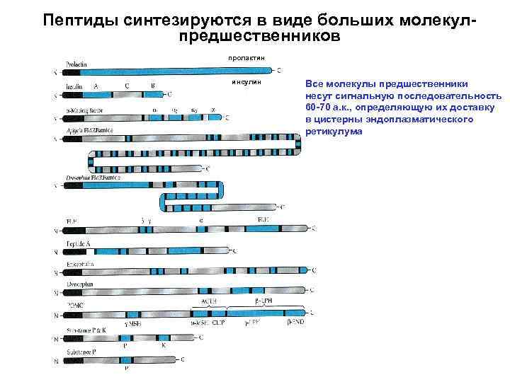 Пептиды синтезируются в виде больших молекулпредшественников пролактин инсулин Все молекулы предшественники несут сигнальную последовательность