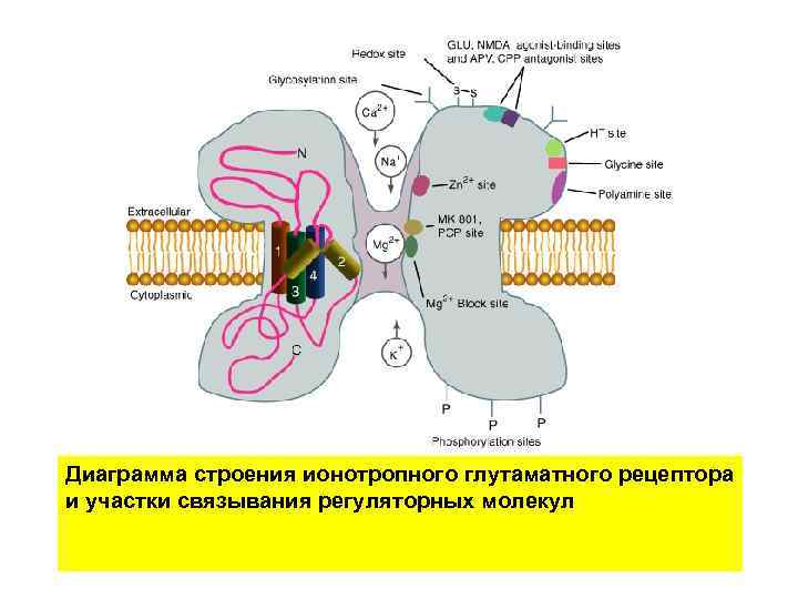 Диаграмма строения ионотропного глутаматного рецептора и участки связывания регуляторных молекул 