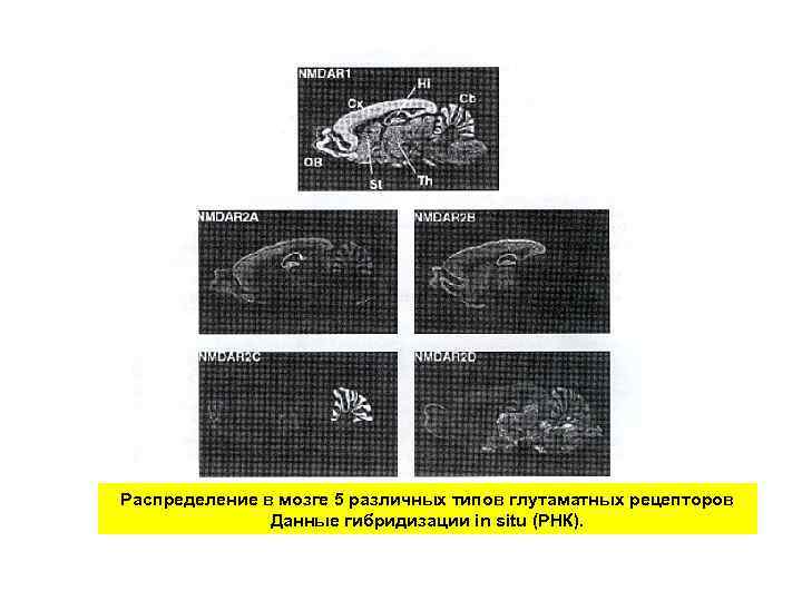 Распределение в мозге 5 различных типов глутаматных рецепторов Данные гибридизации in situ (РНК). 