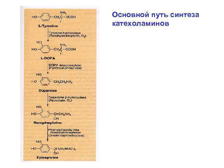Основной путь синтеза катехоламинов 