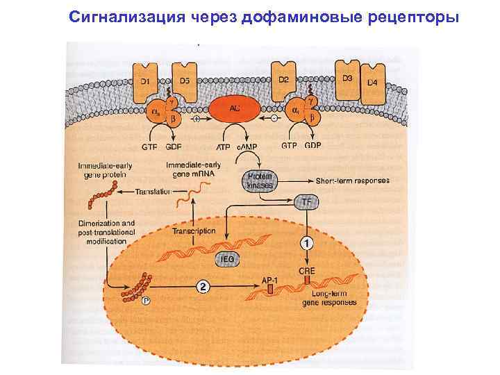 Дофаминовые рецепторы