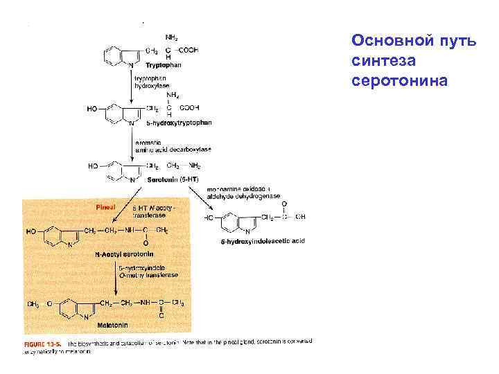 Основной путь синтеза серотонина 