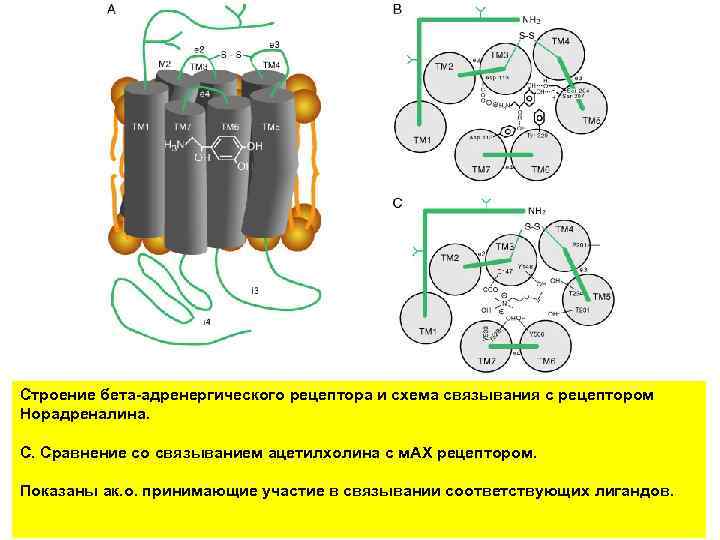 Строение бета-адренергического рецептора и схема связывания с рецептором Норадреналина. С. Сравнение со связыванием ацетилхолина