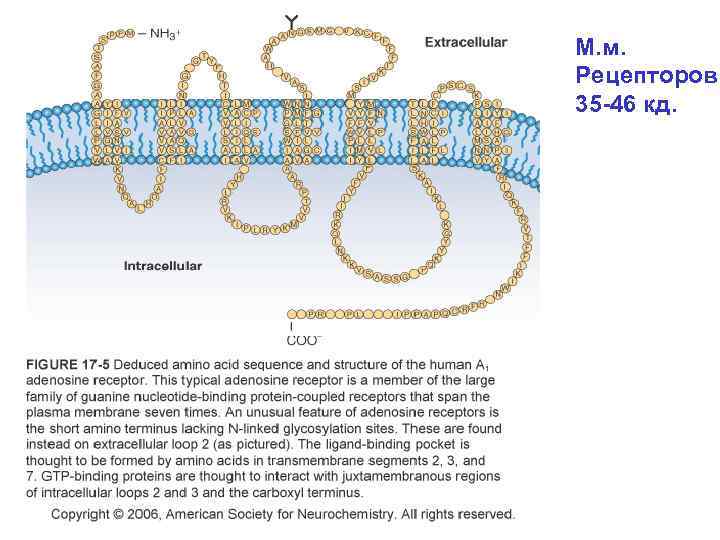 М. м. Рецепторов 35 -46 кд. 