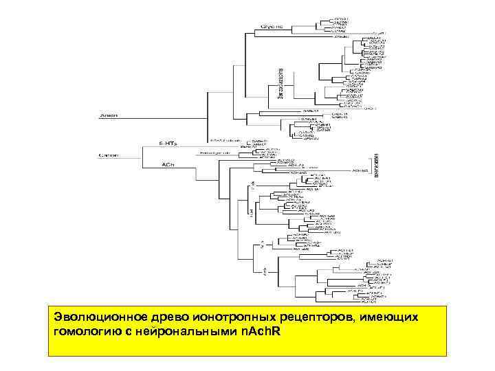 Эволюционное древо ионотропных рецепторов, имеющих гомологию с нейрональными n. Ach. R 