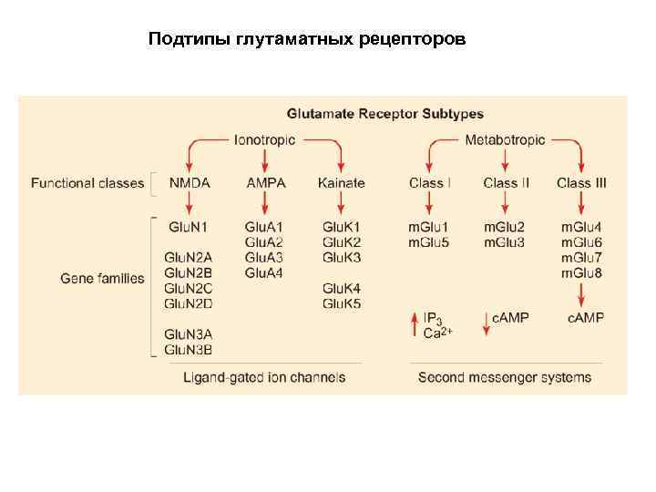 Подтипы глутаматных рецепторов 