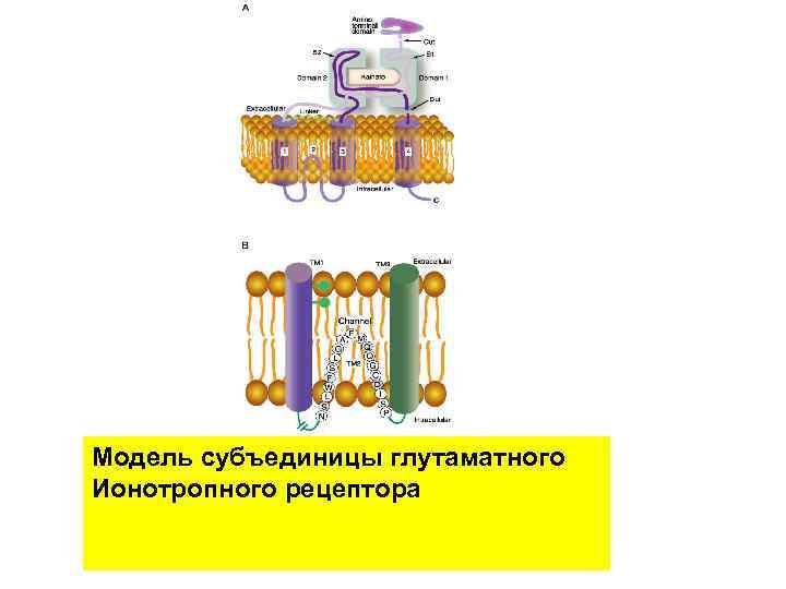 Модель субъединицы глутаматного Ионотропного рецептора 