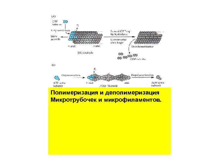Полимеризация и деполимеризация Микротрубочек и микрофиламентов. 