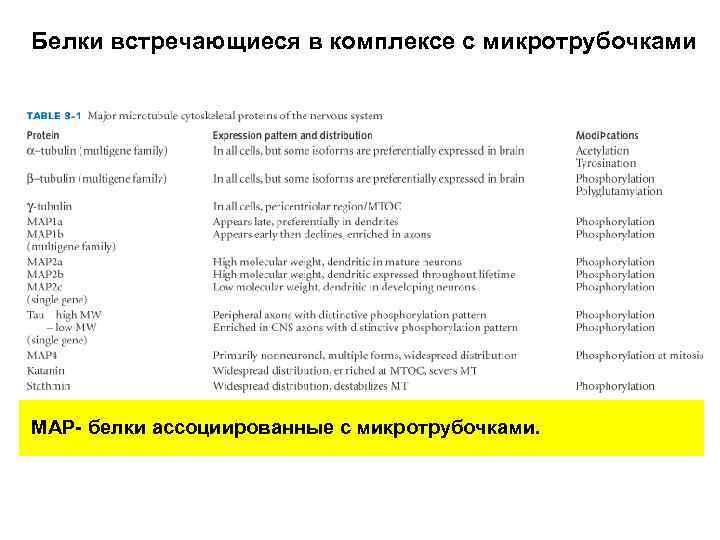 Белки встречающиеся в комплексе с микротрубочками МАР- белки ассоциированные с микротрубочками. 