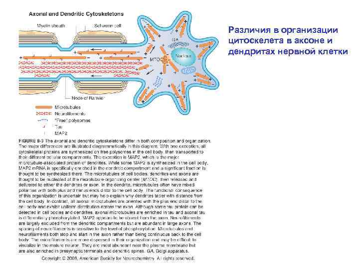 Различия в организации цитоскелета в аксоне и дендритах нервной клетки 