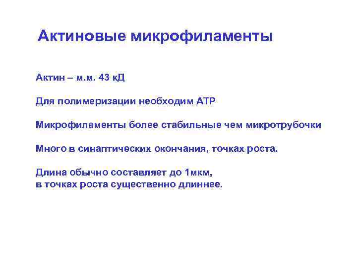 Актиновые микрофиламенты Актин – м. м. 43 к. Д Для полимеризации необходим АТР Микрофиламенты