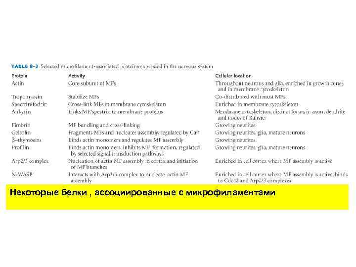 Некоторые белки , ассоциированные с микрофиламентами 