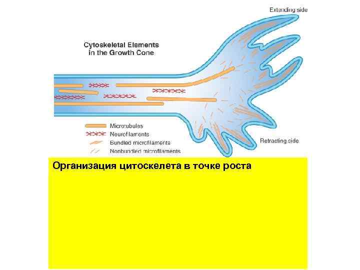 Организация цитоскелета в точке роста 