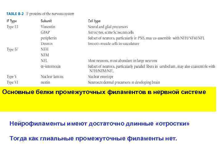 Основные белки промежуточных филаментов в нервной системе Нейрофиламенты имеют достаточно длинные «отростки» Тогда как