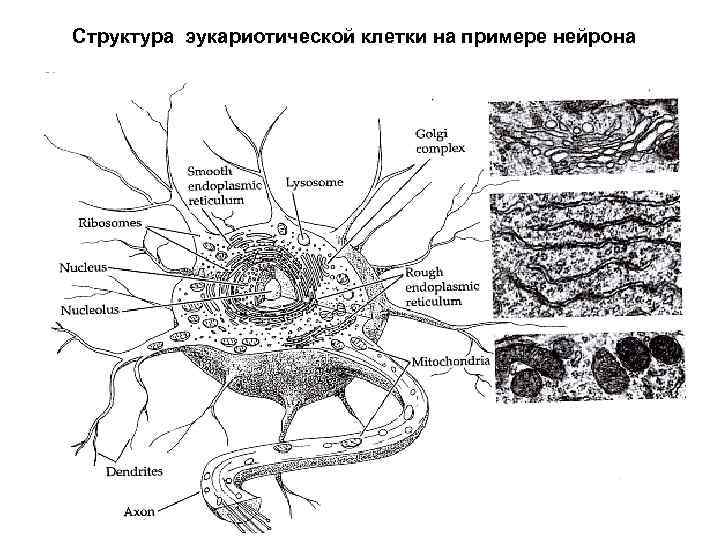 Структура эукариотической клетки на примере нейрона 